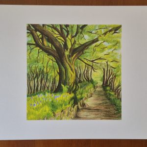 Bluebells on Burrator — A4 Print