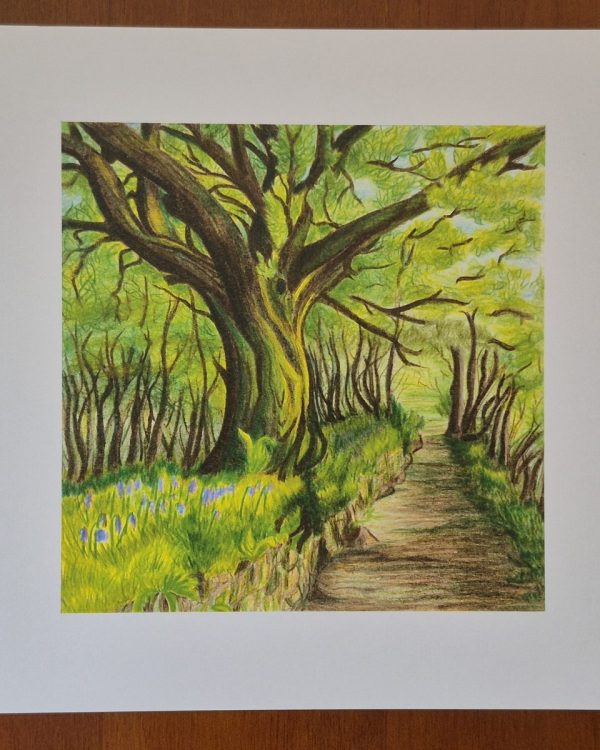 Bluebells on Burrator — A4 Print